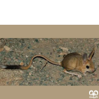 گونه دوپای ویلیامز Williams’s jerboa